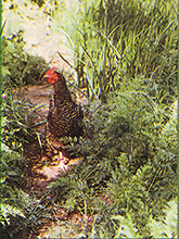 Once your vegetables are past the sprouting stage, chickens that roam free are among the best allies an organic gardener can have.